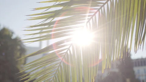 Sun rays pass through palm tree leaves. Stock Footage 232947954