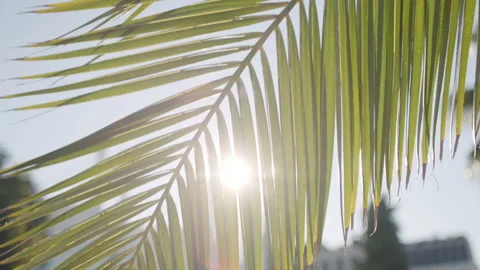 Sun rays pass through palm tree leaves. Stock Footage 232947970