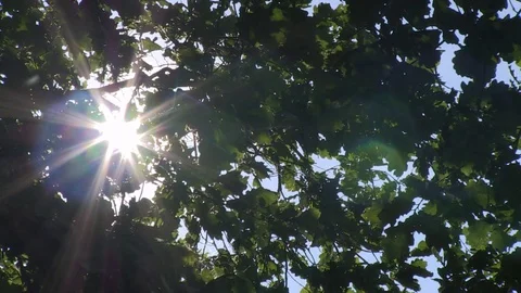 The Sun Rays pass through the Tree Crown Video stock 104012630