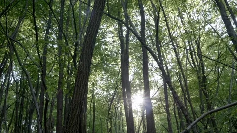 Sun rays pass through trees. Dense forest. 库存影片 163802350