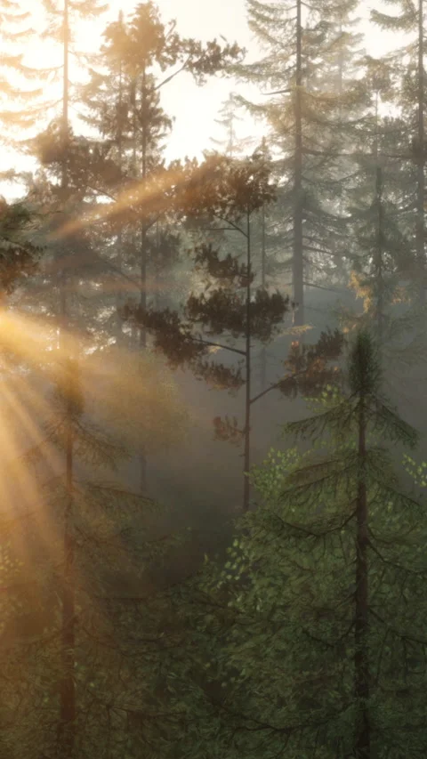 Sun rays pass through trees in a forest at early morning light in nature Stock Footage 341268870