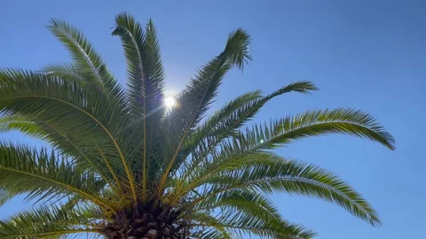 Sun rays passing through the branches waving in the wind of a large palm tree. Stock Footage 202588508