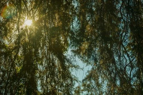 Sun rays passing through branches Stock Photos