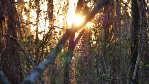 Sun Rays Passing Through Forest Autumn Stock Footage 231121454