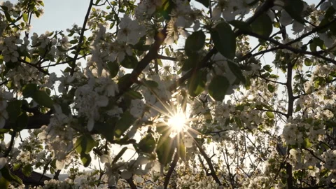 Sun Rays Passing Through Pear Blossoms at Golden Hour Stock Footage 332211241