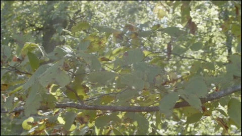 Sun Rays Passing Through Tree Leaves Stock Footage 152043067
