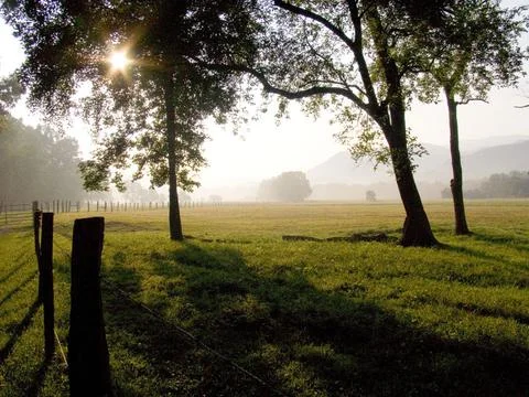 Sun rays passing through the tree Stock Photos