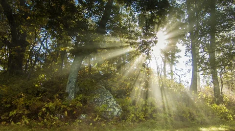 Sun Rays Passing Through Trees with Fog in the Smoky Mountains Video stock 32482323