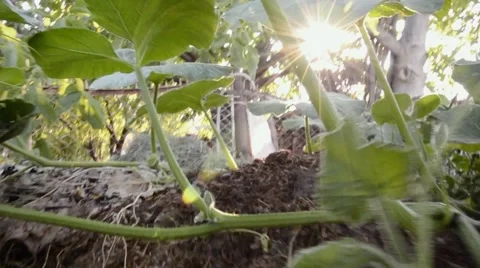 Sun rays passing throught the pumpkin plant in garden Stock Footage 54580024