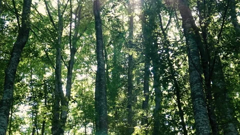 Sun rays passing trough forest Vídeo Stock 145216340