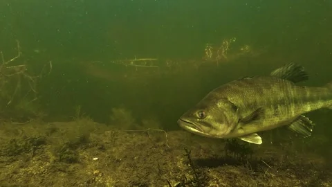 Sun rays patterns on largemouth bass head Stock Footage 333516108