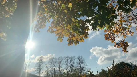 Sun rays Peek Through Stock Footage