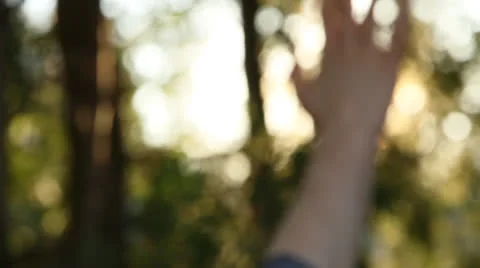 Sun rays peeking through bush and fingers, abstract rack-focusing in/out.1080p24 Stock Footage 22732059
