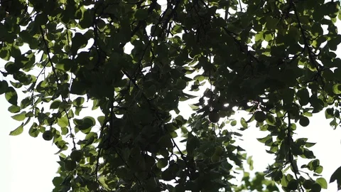 Sun rays peeking through fresh leaves Sunbeams shining through lush green leaves Stock Footage 116402623