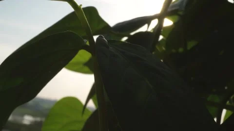 SUN RAYS PEEKING  THROUGH LEAVES Stock Footage 137653665