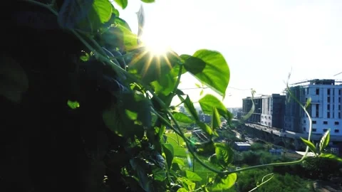 SUN RAYS PEEKING  THROUGH LEAVES Stock Footage 137653791