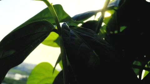 SUN RAYS PEEKING  THROUGH LEAVES Stock Footage 137655277