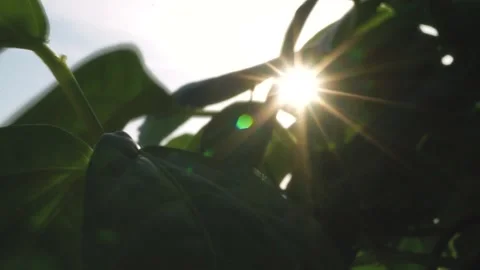 SUN RAYS PEEKING  THROUGH LEAVES Stock Footage 137655600