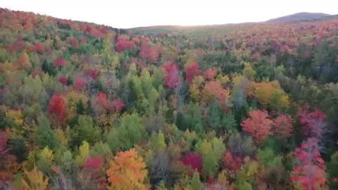 Sun Rays Peeking Through Thick Tree Branches Stock Footage 326349247