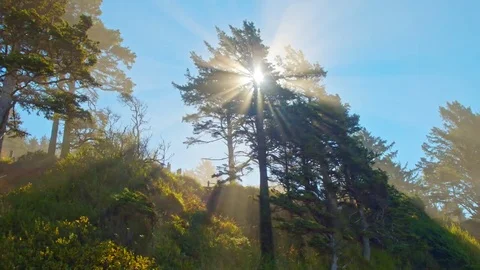 Sun rays peeking through tree branches Stock-Footage 69294927
