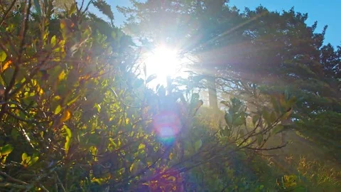 Sun rays peeking through tree branches Stock-Footage 69295311