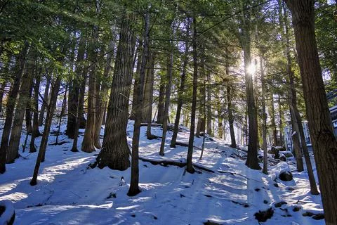Sun rays peer through the trees on a snowy forest Stock Photos