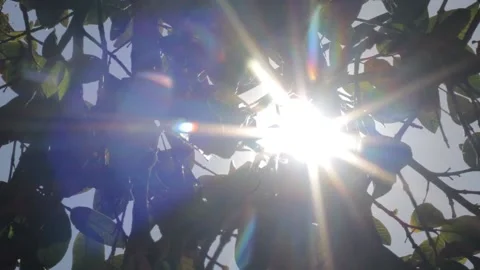 Sun rays penetrate through the tree branches Stock Footage 162234729