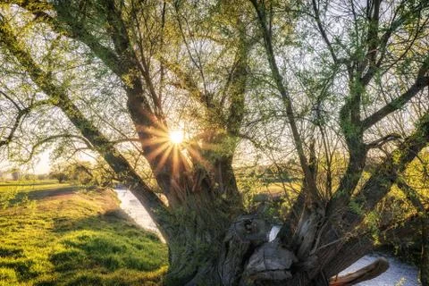 Sun rays penetrate a tree on a small river Stock Photos
