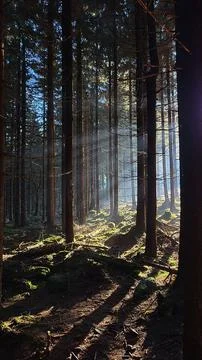 Sun rays penetrating through dense, morning forest in autumn mountains. Pol.. Foto stock