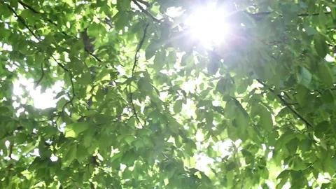 Sun rays penetrating through lush tree branches creating lens flares Stock Footage 312715637