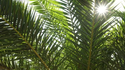 Sun Rays Penetrating Through Palm Leaves. Stock Footage 139001312