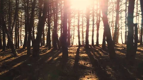 Sun rays penetrating the trunks of trees during the day in summer Stock Footage 83654226