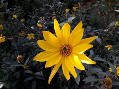 Sun rays on the petals of a yellow daisy. Stock Photos