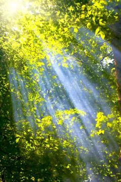 Sun rays Stock Photos