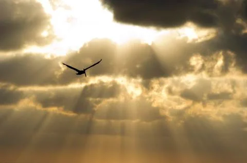 Sun Rays Stock Photos