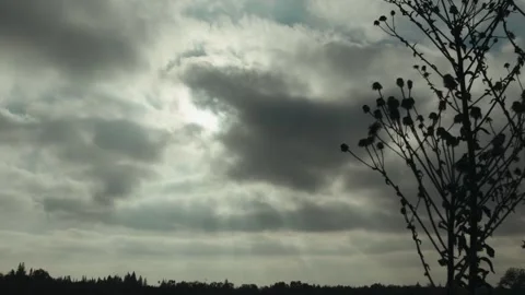 Sun rays pierce through fast-moving clouds behind a plant silhouette Stock Footage 329004414