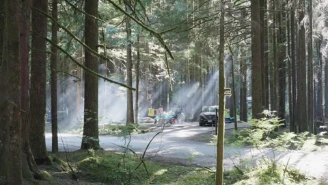 Sun Rays Piercing Through Forest Campsite Stock Footage 255398906