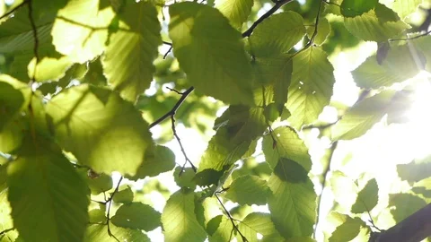 Sun rays piercing through the leaves of a tree. Stock Footage 94763161