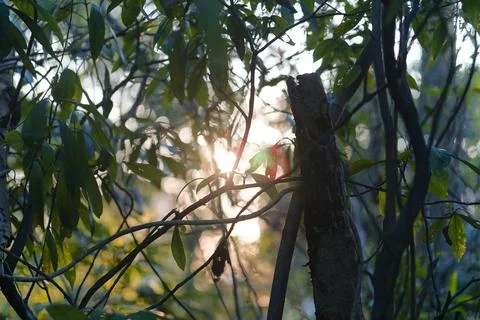 Sun Rays Piercing Through Lush Green Leaves and Tree Trunk Stock-Fotos