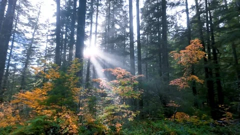 Sun rays piercing through misty North Cascades mountain evergreen trees on .. 動画素材 319811935