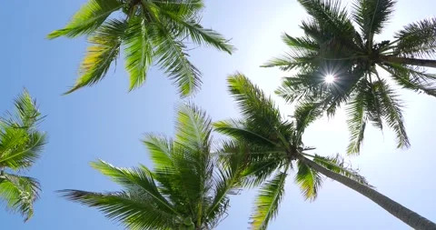 Sun rays piercing through the palm leaves. Palm trees at sunlight. Stock Footage 195111387