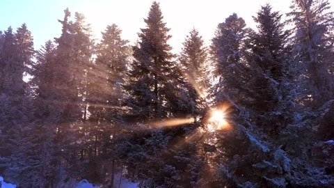 Sun Rays Piercing Through a Snowy Pine Forest at Winter Sunrise Stock Footage 341209601