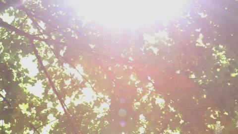 Sun rays piercing through translucent maple canopy with dreamy light effects Stock Footage 311894601