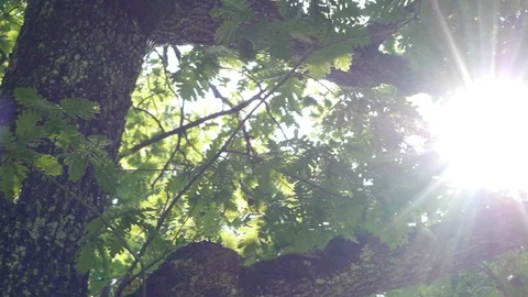 Sun rays piercing through tree Stock Footage 94763865