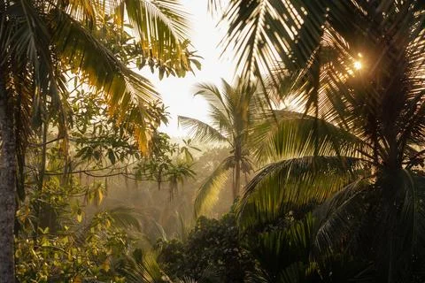 Sun Rays Piercing Through Tropical Palm Trees In Misty Jungle Stock Photos