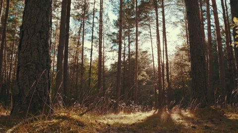 Sun rays in a pine forest Stock Footage 53461190