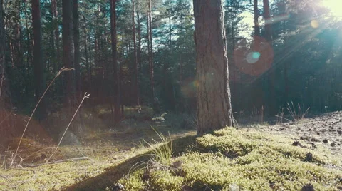 Sun rays in a pine forest 스톡 동영상 53502874