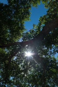 Sun rays pipes out through green branches and leafs of the tree Stock Photos