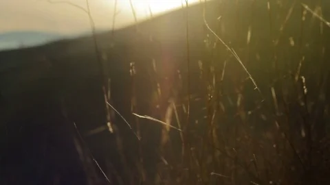 Sun rays play in dry grass Stock Footage 79405799