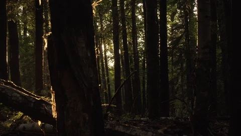 Sun rays poking through trees Stock Footage 100137474
